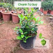 Mua cây chanh tứ quý chiết cành chuẩn giống ở đâu