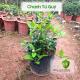 Mua cây chanh tứ quý chiết cành chuẩn giống ở đâu