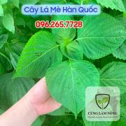 Mua Cây Giống Lá Vừng Hàn Quốc ở đâu?