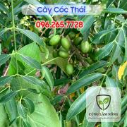 Cây Giống Cóc Thái – Giống Cây Ăn Quả Năng Suất Cao, Dễ Trồng